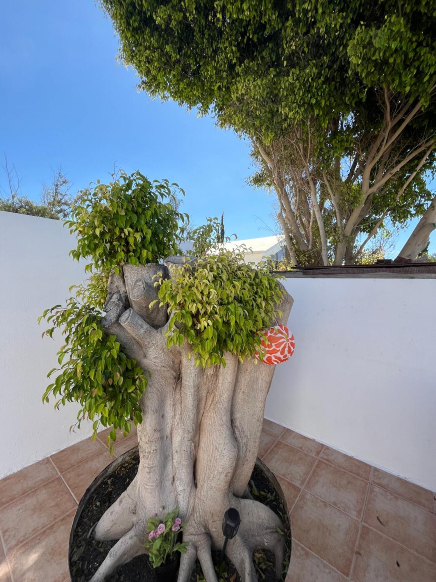 Apartamento Casa Tina Costa Teguise Exterior foto